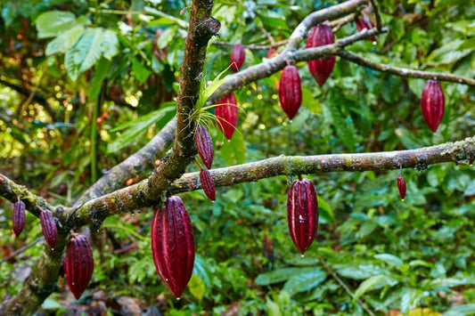 Where do cacao (cocoa) beans come from?