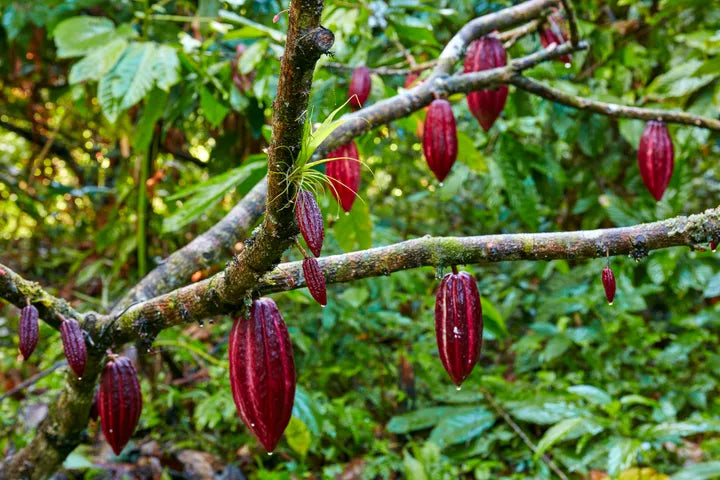 Where do cacao (cocoa) beans come from?