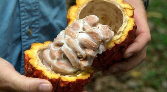 What is cacao pulp?