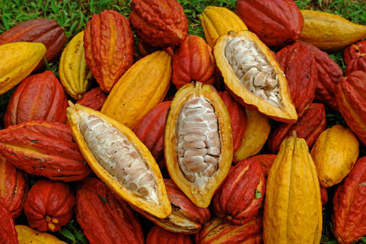 What is a cacao pod?
