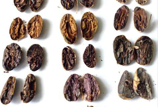 What is cocoa bean evaluation?