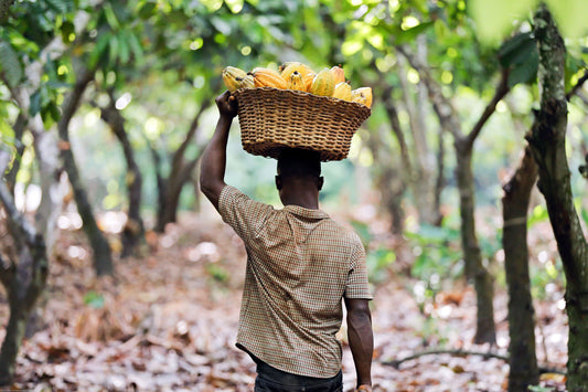How much do cocoa farmers earn?