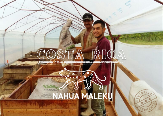 Fèves de cacao Nahua Maleku du Costa Rica