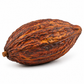 Dried Cocoa Pods – Natural Decorative Cacao Fruit