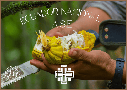 Ecuador Nacional ASE Cacao Cocoa Beans 1kg