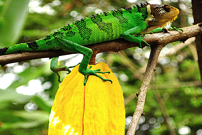 Organic Venezuelan Criollo Cocoa Beans Wholesale