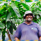 Fèves de cacao biologiques Belize Peini 