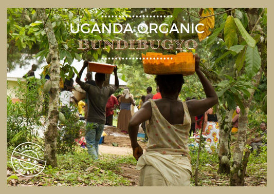 Fèves de cacao biologiques de l'Ouganda