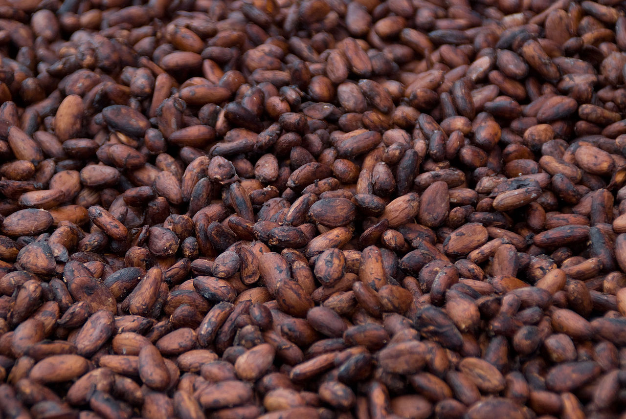 Jamaica First Grade Polished Cacao Cocoa Beans 1kg