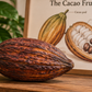 Dried Cocoa Pods – Natural Decorative Cacao Fruit