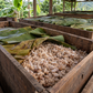 Ecuador Long Fermentation Ceremonial Cocoa Mass Kibble - Wholesale