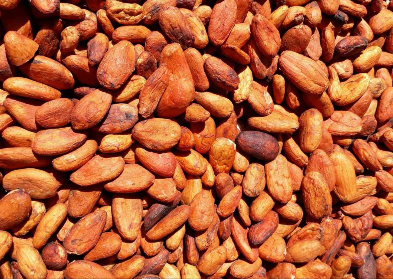 Mexico Lavado Unfermented Tabasco Ceremonial 100% Cacao Xocolatl Mass