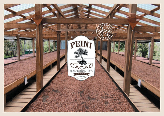 Fèves de cacao biologiques Belize Peini 