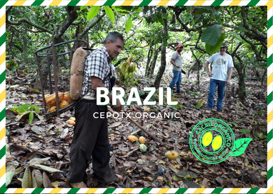 Fèves de cacao CEPOTX du Brésil 