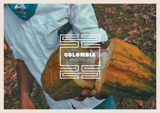 Fèves de cacao d'Antioquia de Colombie