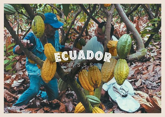 Ecuador A.S.S.S. Cacao Cocoa Beans 1kg