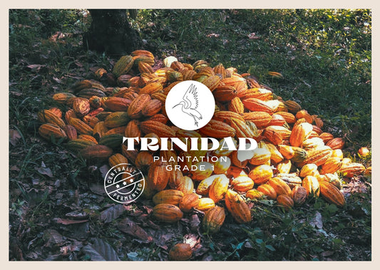 Fèves de cacao Tabaquite de Trinité-et-Tobago
