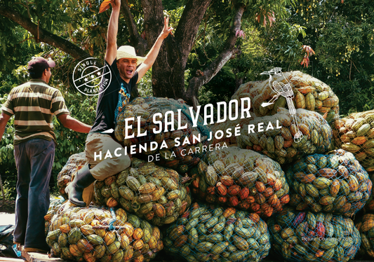 El Salvador Hacienda San José Real de la Carrera Fèves de cacao